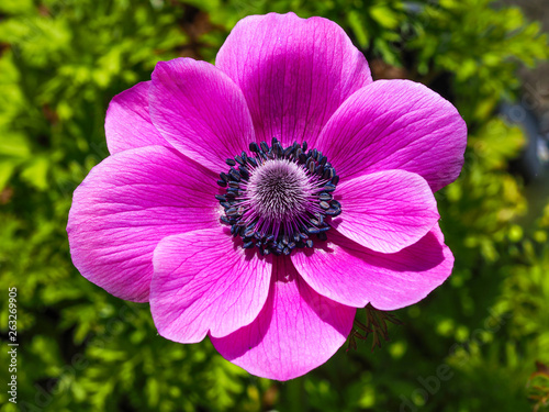 Closeup of a beautiful pink Anemone de Caen flower