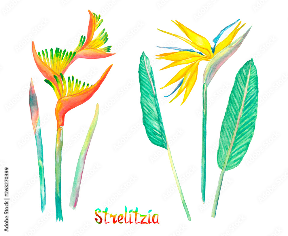 Strelitzia flowers isolated on white hand painted watercolor illustration with handwritten inscription - obrazy, fototapety, plakaty 