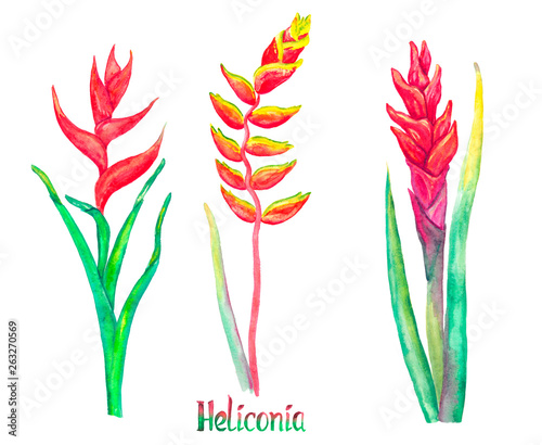 Heliconia caribaea, red forms and Heliconia rostrata (hanging lobster claw, false bird of paradise) isolated on white hand painted watercolor illustration with handwritten inscription