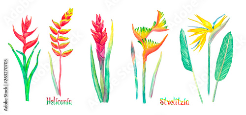 Strelitzia (bird of paradise, crane lily) and Heliconia flowers set, red form isolated on white hand painted watercolor illustration with handwritten inscription