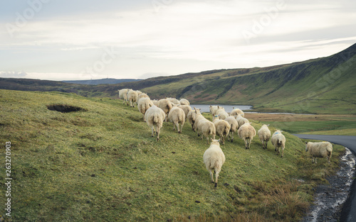  Sheeps in rainy day on single track road at west coast of the Isle of Skye. Scotland UK. Typical Scottish Island scene. Horizontal, Landscape photo