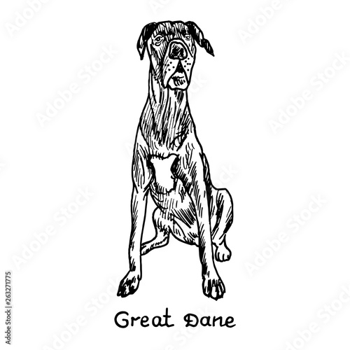 Dog of Great Dane breed sitting, hand drawn doodle sketch with inscription, isolated vector outline illustration