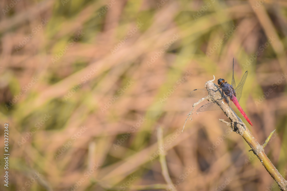 dragonfly on grass in a forest, Indian Wildlife dragonfly on grass in a forest, Indian Wildlife