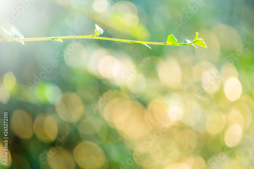 selective focus to nature view of green leaf on blurred greenery background