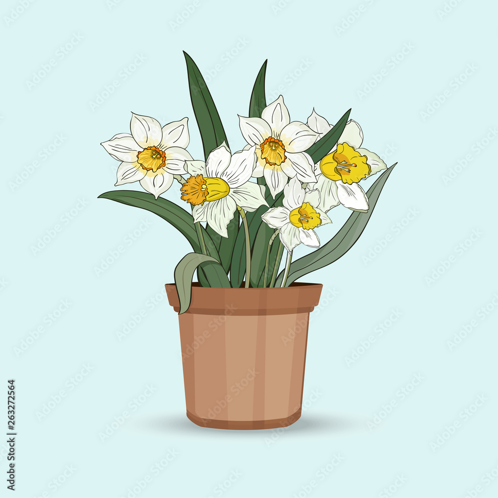 Narcissus. A bouquet of flowers in a flower pot on a white background. Vector illustration.
