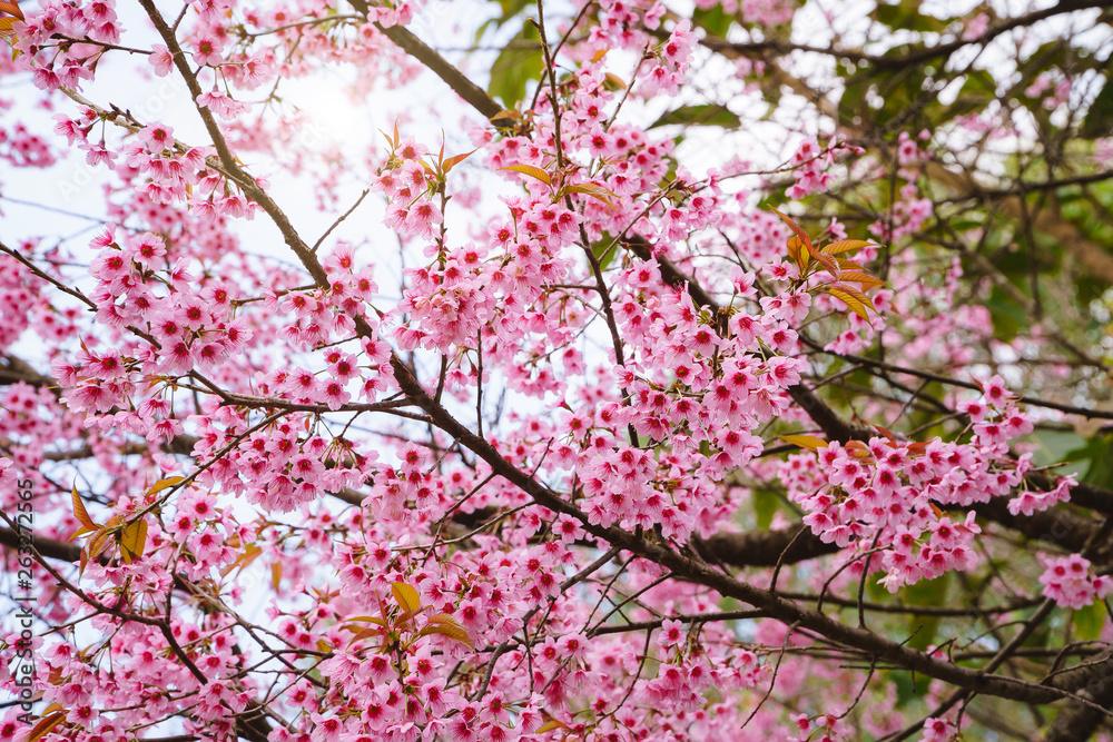 Beautiful Pink Sakura Flower Blooming, The morning sun shines at the Thai cherry blossoms during the winter in Thailand. Beautiful Pink Sakura Flower Blooming, The morning sun shines at the Thai cherry blossoms during the winter in Thailand.