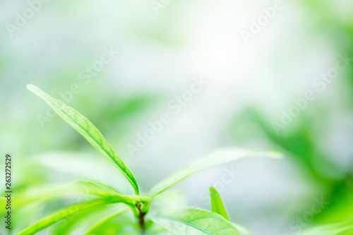 selective focus to nature view of green leaf on blurred greenery background