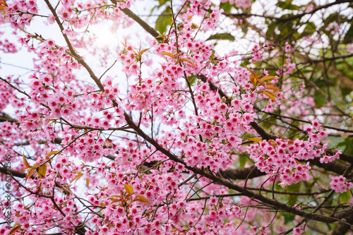 Beautiful Pink Sakura Flower Blooming, The morning sun shines at the Thai cherry blossoms during the winter in Thailand.