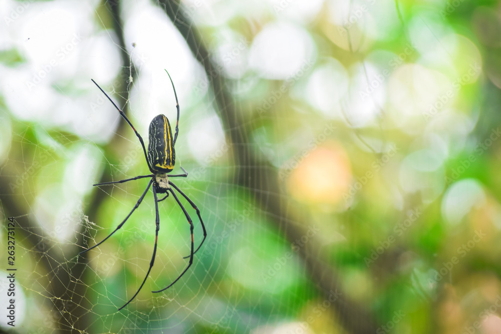 black spider on a web with yellow blur background, Indian Wildlife black spider on a web with yellow blur background, Indian Wildlife