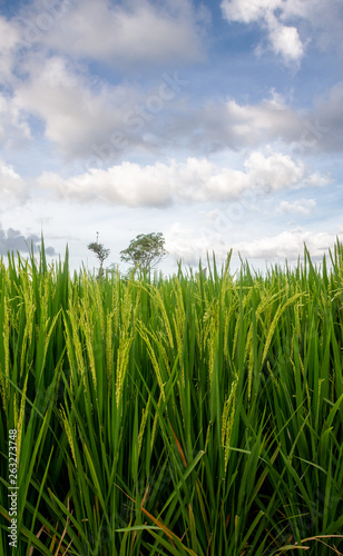 Rice field in tropics