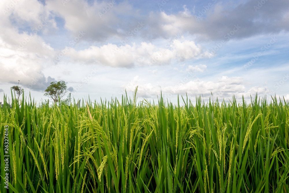 Rice field in tropics