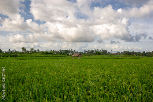 Rice field in tropics