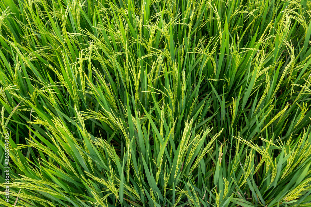 Rice field in tropics Rice field in tropics