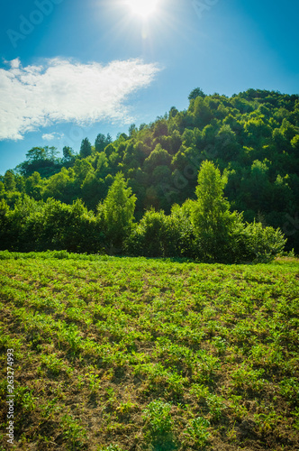 Fototapeta Naklejka Na Ścianę i Meble -  Planted fields on the hills