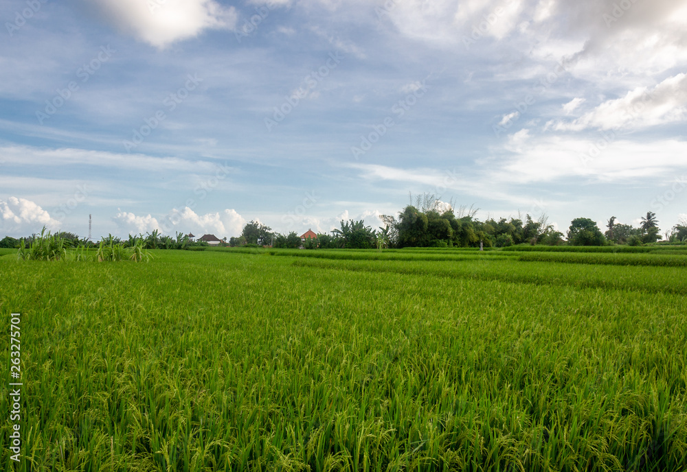 Rice field in tropics Rice field in tropics