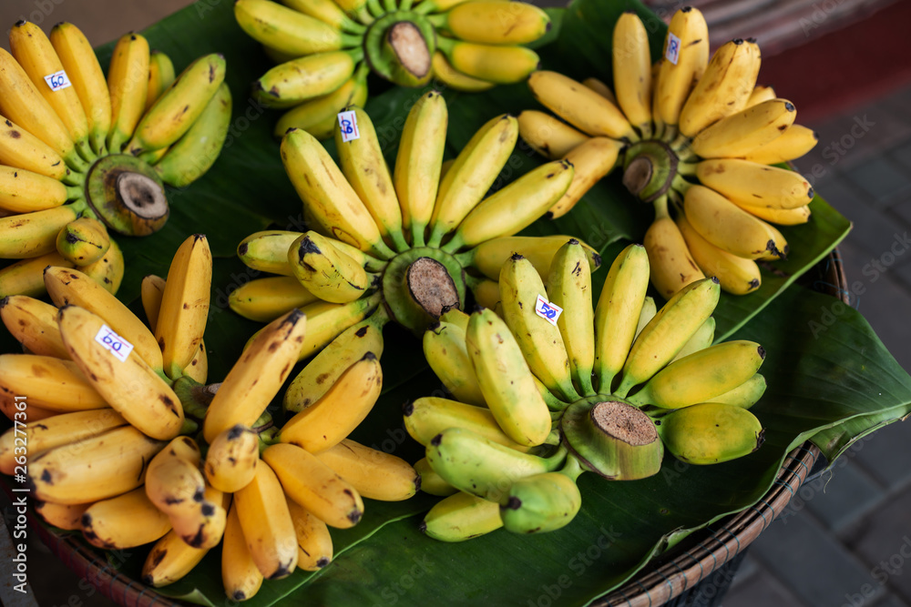 harvest banana from organic garden fruit fresh banana