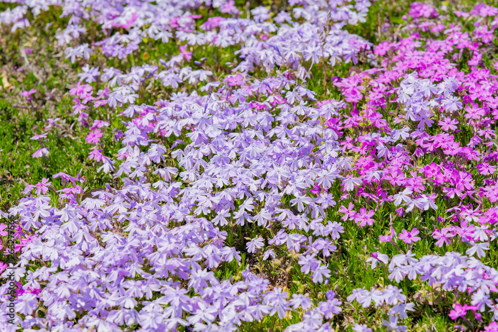 芝桜