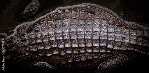 Top view of crocodile emerge from the water