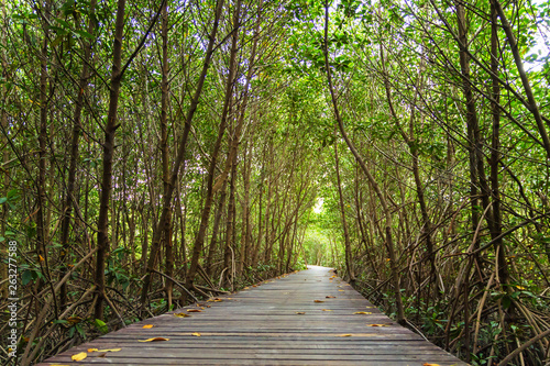 Wood bridge and natural mangrove trees. tunnel. The Laem Phak Bia Environmental Study and Development Project  Petchburi in Thailand.