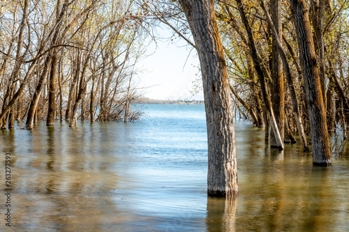 Fototapete Forest with flood water on the trunks and reflections