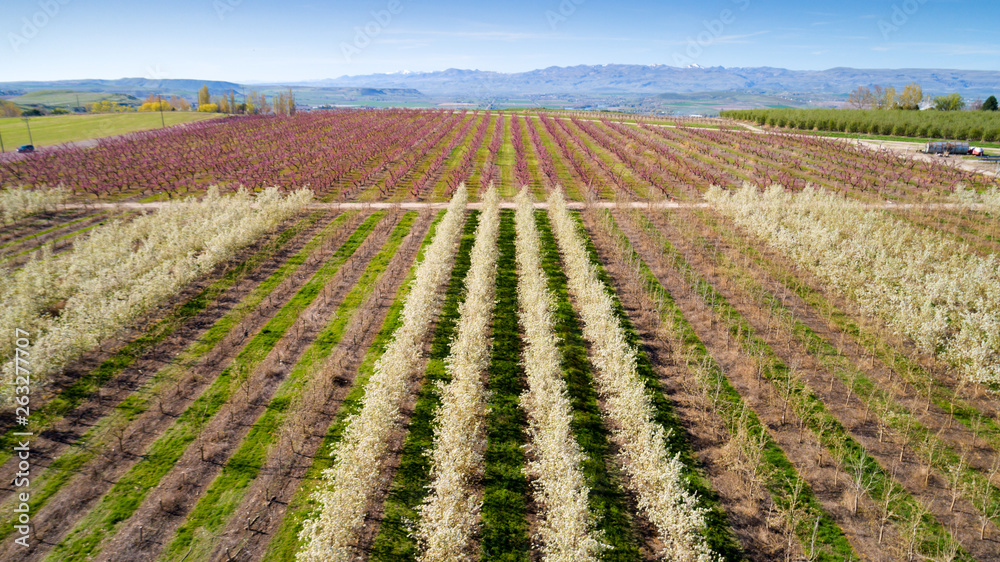 Aerial view of a fruit tree farm orchard in the spring time with flowering trees Aerial view of a fruit tree farm orchard in the spring time with flowering trees
