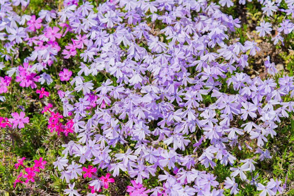 芝桜 芝桜