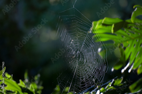 Spider web highlighting patterns of the nature. 