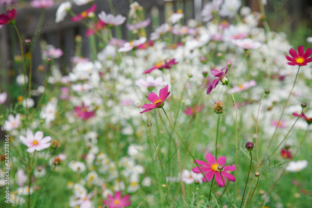 Pink cosmos in the garden on a background of white flowers
