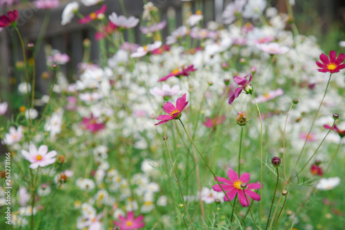 Pink cosmos in the garden on a background of white flowers © tea102