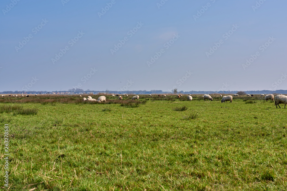Fototapeta premium Sheep in the field, Groningen - Netherlands