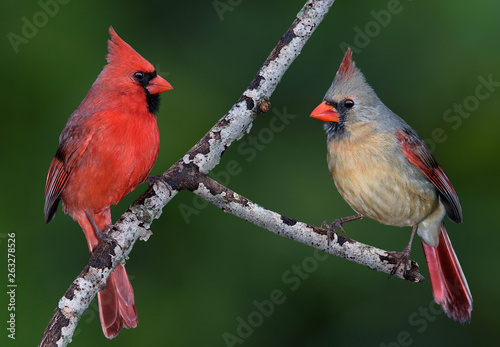 Cardinal Pair