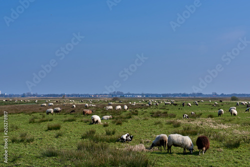Sheep in the field, Groningen - Netherlands