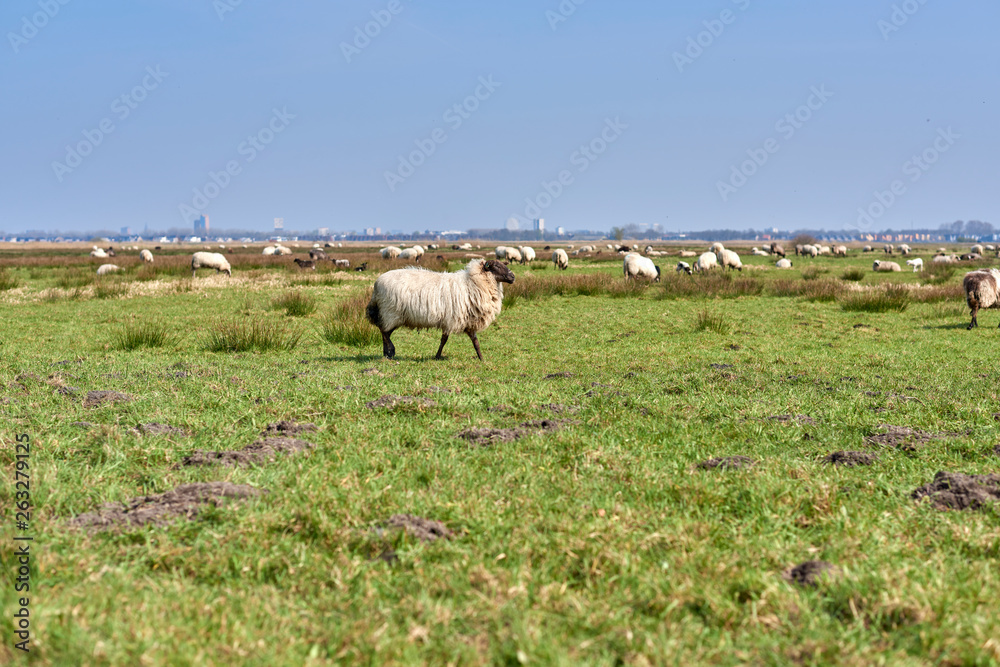 Fototapeta premium Sheep in the field, Groningen - Netherlands