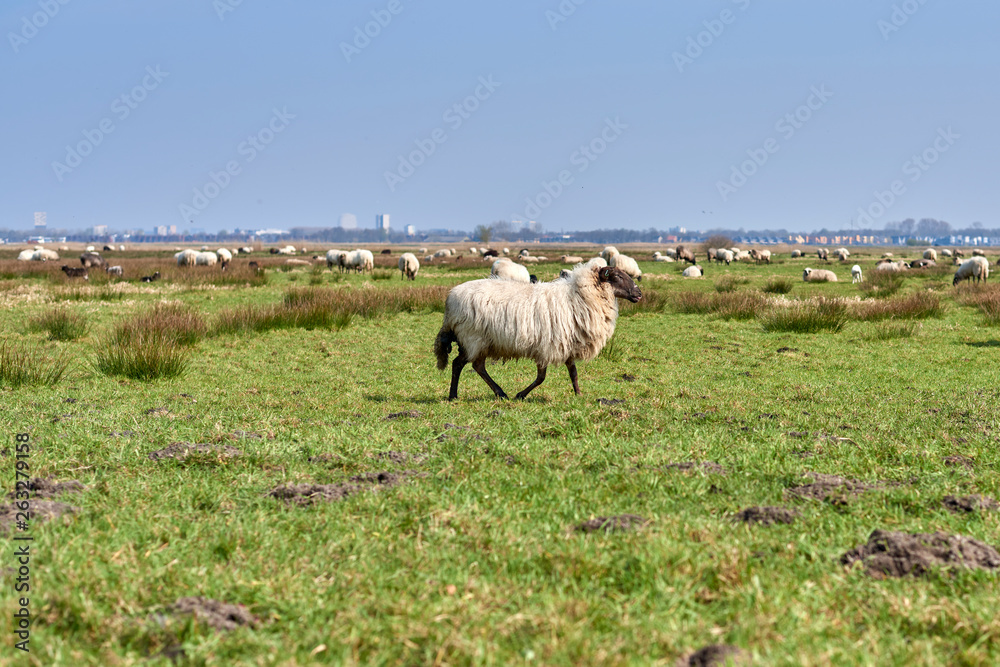 Fototapeta premium Sheep in the field, Groningen - Netherlands
