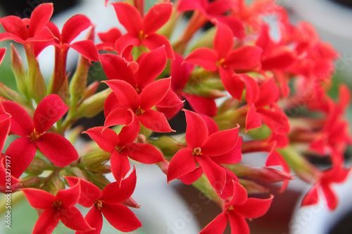Bright red cruciform flowers in the Kalanchoe inflorescence.
