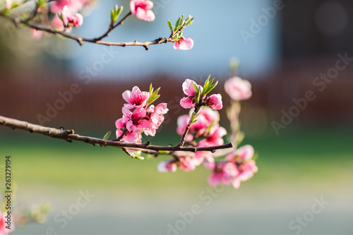 Kwitnące drzewo brzoskwini