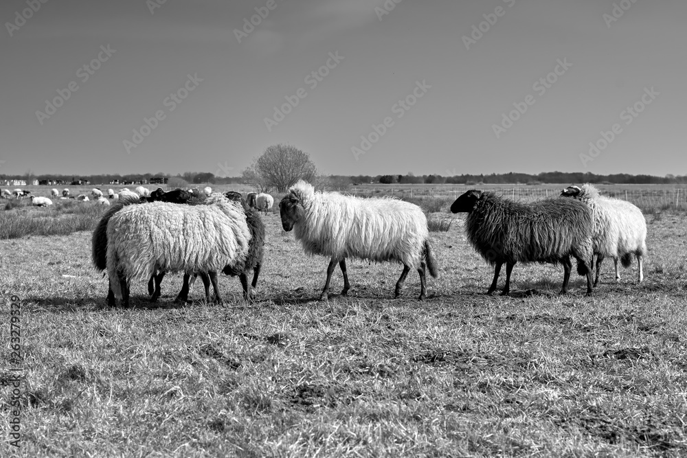 Obraz premium Sheep in the field, Groningen - Netherlands
