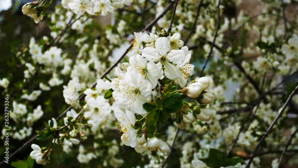 Blooming cherry flower after rain in city garden. Closeup.