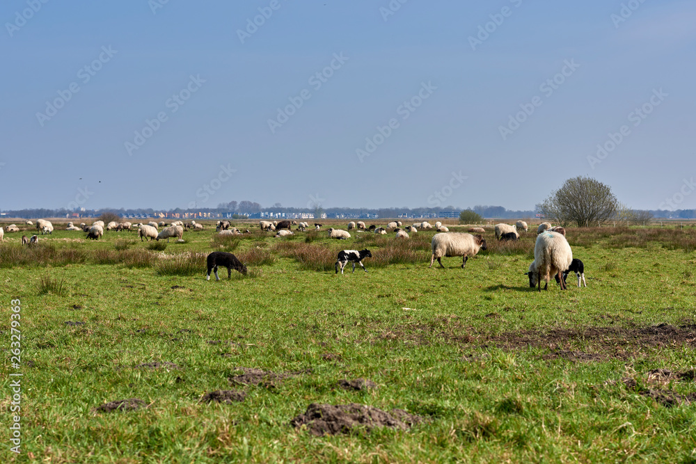 Sheep in the field, Groningen - Netherlands Sheep in the field, Groningen - Netherlands