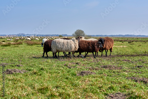 Sheep in the field, Groningen - Netherlands © Jason