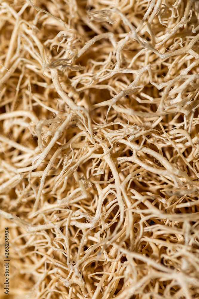 Abstract background. Close up natural sponge Luffa or zucchini sponge for body scrubbing. Abstract background. Close up natural sponge Luffa or zucchini sponge for body scrubbing.