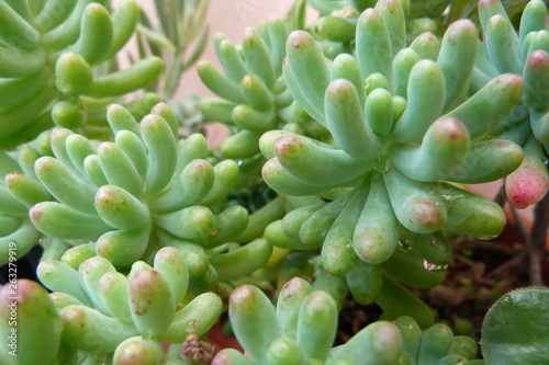 Succulent close up