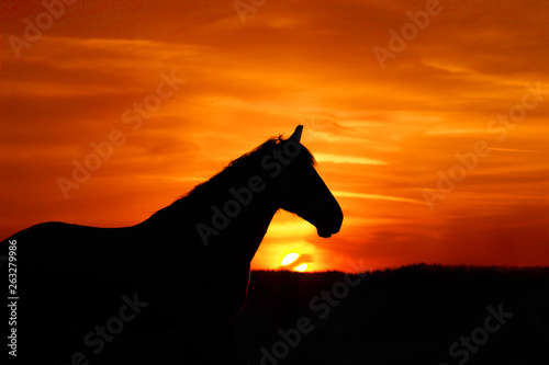 Horse silhouette, sun, red and orange sunset. Portrait of a horse