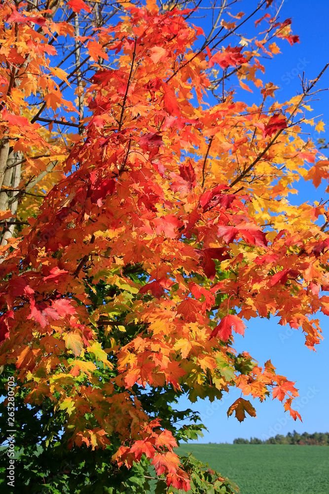 Colored autumn leaves on a maple tree