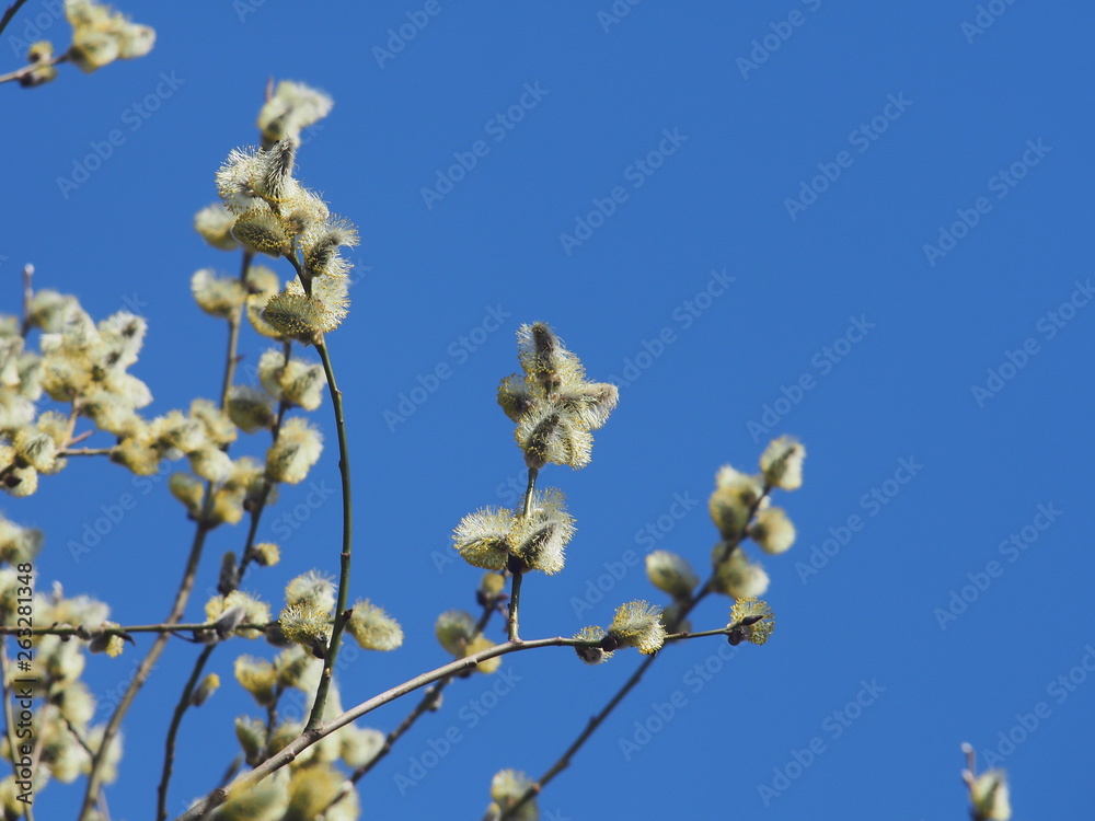 Blown fluffy flowers of a willow. Spring flowers of a willow. Blown fluffy flowers of a willow. Spring flowers of a willow.