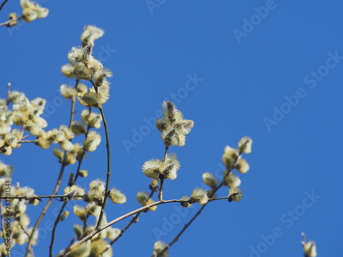 Blown fluffy flowers of a willow. Spring flowers of a willow.