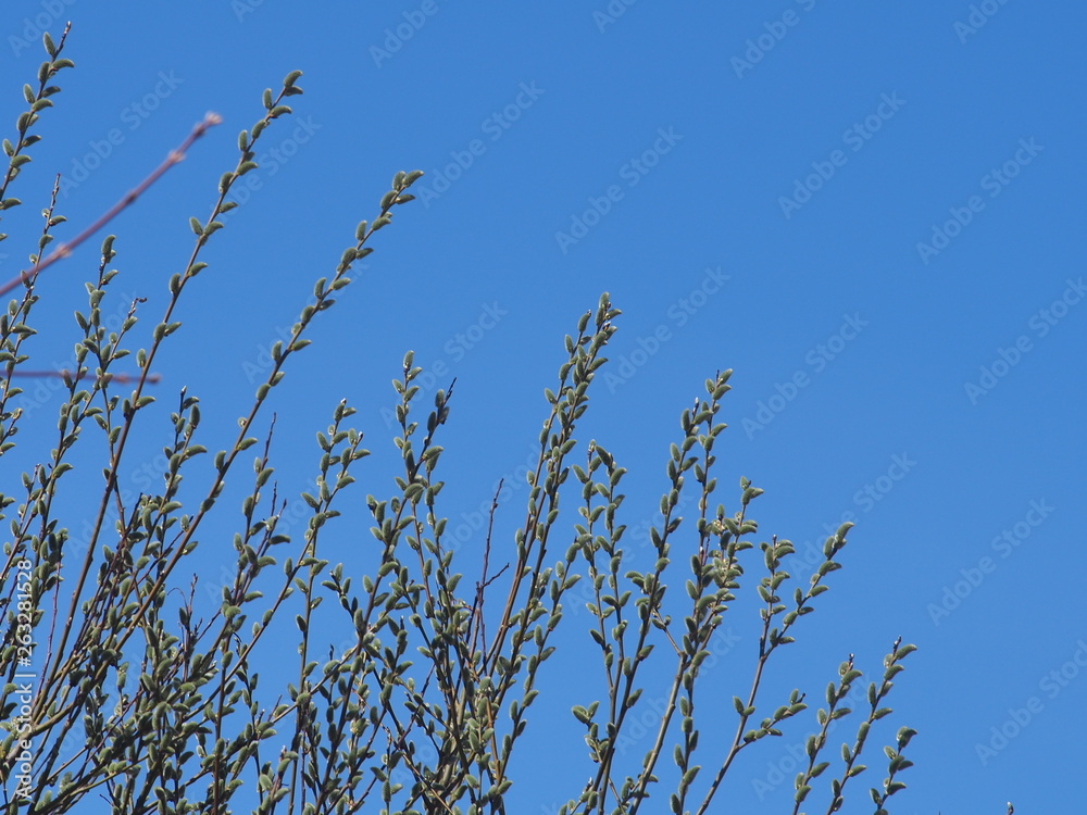 Blown fluffy flowers of a willow. Spring flowers of a willow. Blown fluffy flowers of a willow. Spring flowers of a willow.