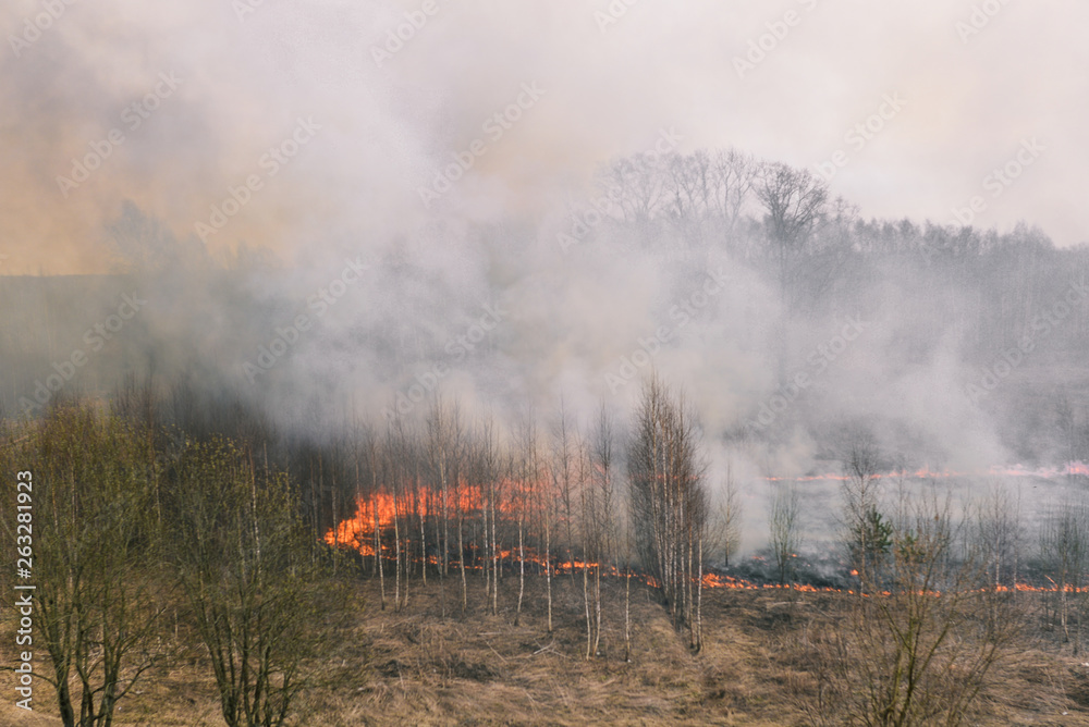 Fire in the forest. Lots of smoke and fire. Burning grass and trees. Burnt trees after a fire and a large amount of smoke