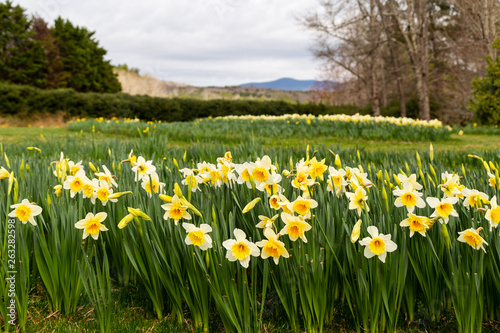 Oodles of daffodils adorn the hills at Gibbs Gardens in Georgia. © Carol A Hudson