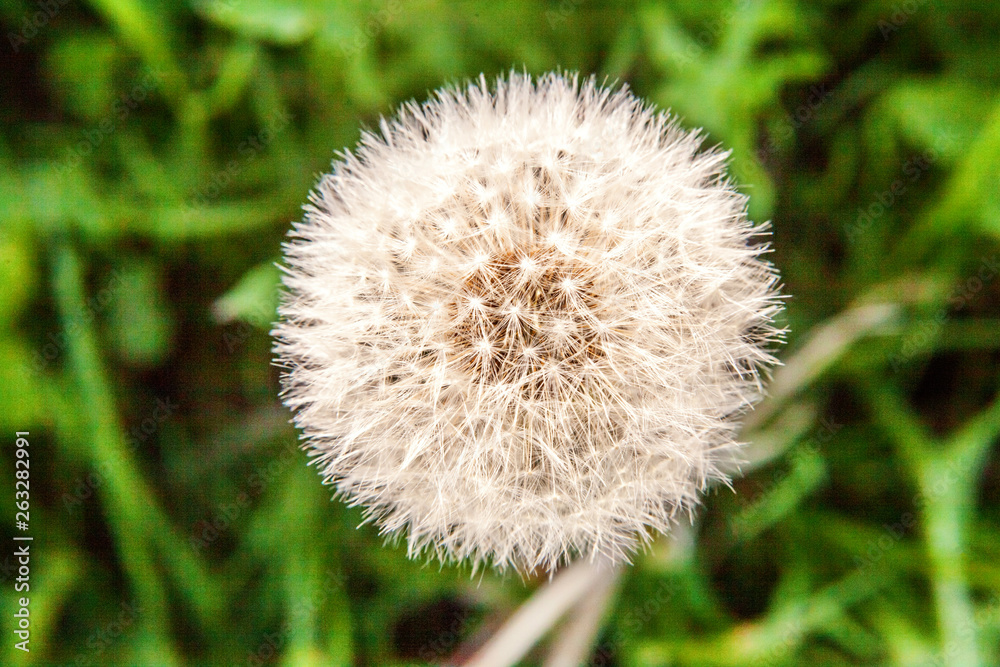Dandelion seeds blowing in wind in summer field background. Change growth movement and direction concept. Inspirational natural floral spring or summer garden or park. Ecology nature landscape Dandelion seeds blowing in wind in summer field background. Change growth movement and direction concept. Inspirational natural floral spring or summer garden or park. Ecology nature landscape